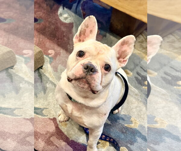 Medium Photo #3  Puppy For Sale in , 