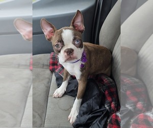 Boston Terrier Puppy for sale in MINERAL WELLS, WV, USA