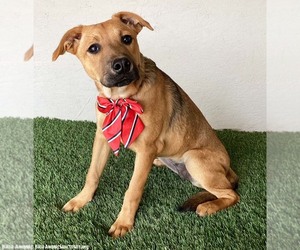 Marta - Female Black Mouth Cur-Unknown Mix Dog for Adoption - Photo #3