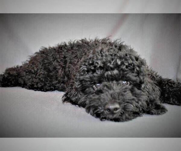 Medium Photo #4 Goldendoodle-Poodle (Miniature) Mix Puppy For Sale in HOLDEN, MO, USA