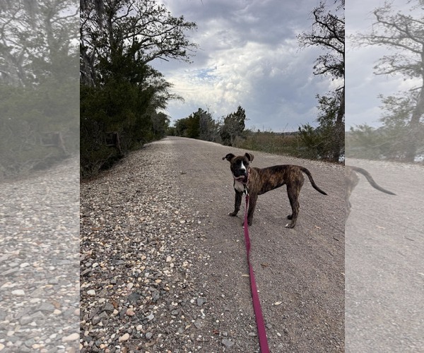 Medium Photo #9 Mutt Puppy For Sale in Mount Pleasant, SC, USA