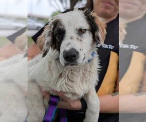 Great Pyrenees-Unknown Mix Dogs for adoption in Bend, OR, USA