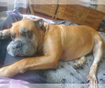 Small #4 Bullmastiff