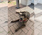 Small #1 Mutt
