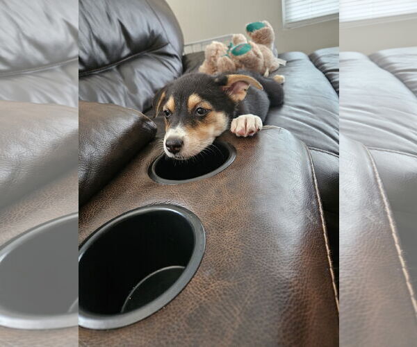 Medium Photo #3 Australian Shepherd-Unknown Mix Puppy For Sale in Plainfield, IL, USA