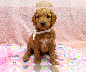 Goldendoodle (Miniature) Puppy for sale in ROY, UT, USA