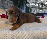 Small #11 Dachshund
