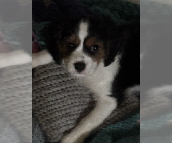 Medium Photo #8 Cavachon Puppy For Sale in OLYMPIA, WA, USA