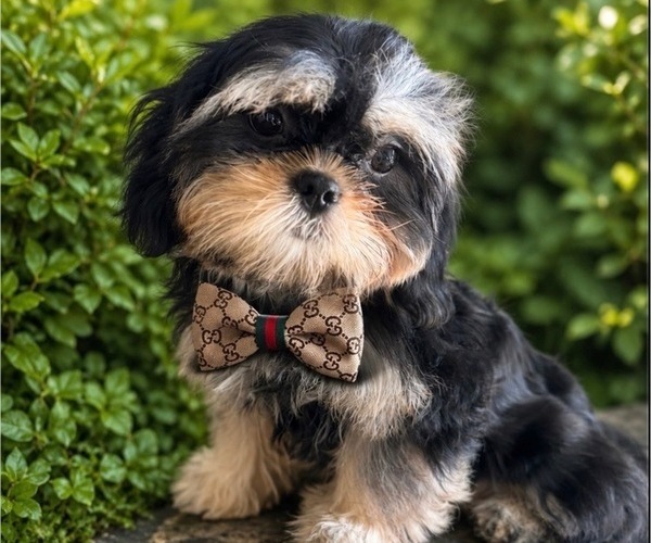Medium Photo #4 Shih Tzu Puppy For Sale in BURLINGTON, NC, USA
