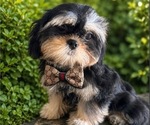 Small #3 Shih Tzu