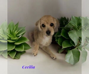Poodle (Toy) Dogs for adoption in Menifee, CA, USA