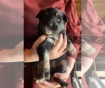 Small Photo #6 Australian Shepherd Puppy For Sale in CHARLESTON, SC, USA