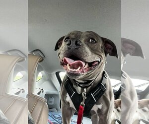 American Bulldog-American Staffordshire Terrier Mix Dogs for adoption in San Jose, CA, USA