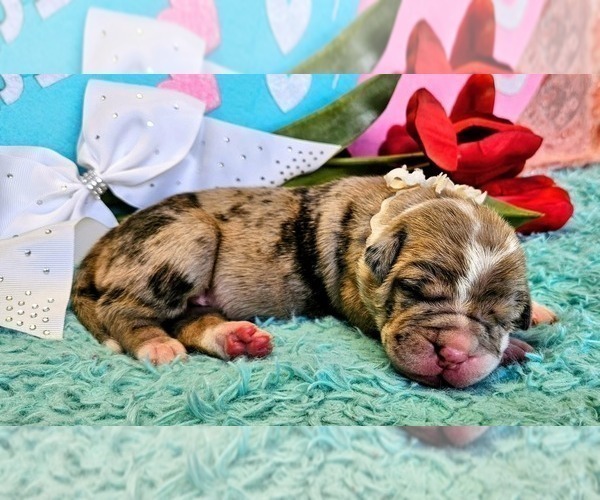 Medium Photo #2 Alapaha Blue Blood Bulldog Puppy For Sale in SHELOCTA, PA, USA