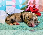 Small #1 Alapaha Blue Blood Bulldog