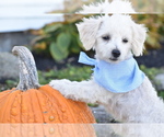 Pixie - Female Bichpoo Puppy for Sale - Photo #2