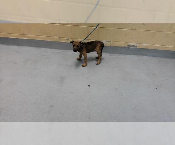 Medium Photo #1 Mutt Puppy For Sale in Tulsa, OK, USA