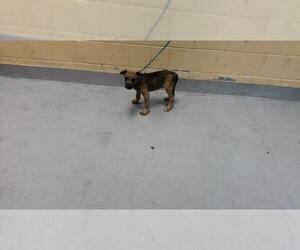Mutt Dogs for adoption in Tulsa, OK, USA