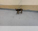 SOLAR - Male Mutt Dog for Adoption - Small photo