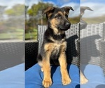 Small Photo #6 German Shepherd Dog Puppy For Sale in PITTSBURGH, PA, USA