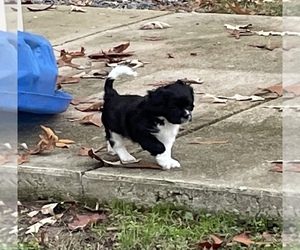 Cavanese Puppy for sale in WEST POINT, VA, USA