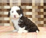 Small #1 Bernedoodle (Miniature)