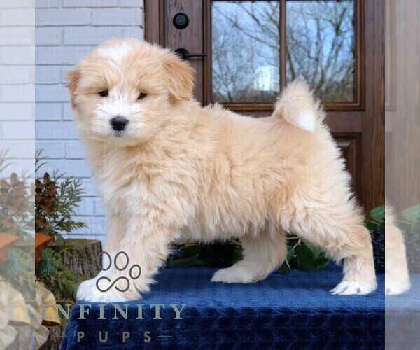 Medium Photo #4 Goldendoodle-Samoyed Mix Puppy For Sale in PARADISE, PA, USA
