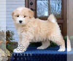 Small #3 Goldendoodle-Samoyed Mix