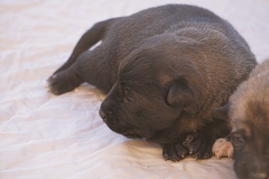 Medium Photo #1 Belgian Malinois Puppy For Sale in ETOWAH, OK, USA