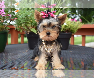 Yorkshire Terrier Puppy for Sale in FAIRFAX, Missouri USA