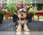 Small Yorkshire Terrier