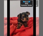 Small #1 Yorkshire Terrier