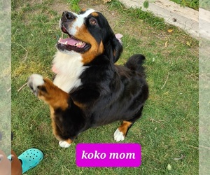Mother of the Bernese Mountain Dog puppies born on 12/15/2021