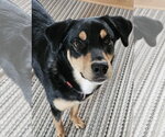 Small Rottweiler Mix