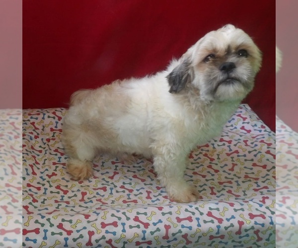 Medium Photo #4 Shih Tzu Puppy For Sale in PATERSON, NJ, USA