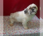Small #3 Shih Tzu
