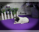 Small #9 Poodle (Toy)