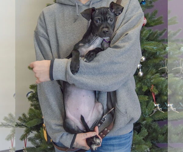 Medium Photo #6 Italian Greyhuahua Puppy For Sale in Huntley, IL, USA