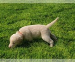 Small Photo #9 Labrador Retriever Puppy For Sale in MC COOK, NE, USA