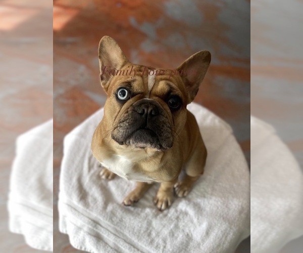 Medium Photo #1 Faux Frenchbo Bulldog Puppy For Sale in HOODSPORT, WA, USA