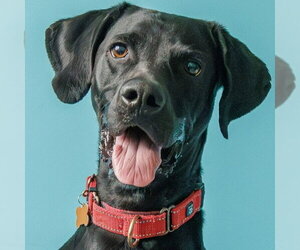 German Shorthaired Lab Dogs for adoption in Minneapolis, MN, USA