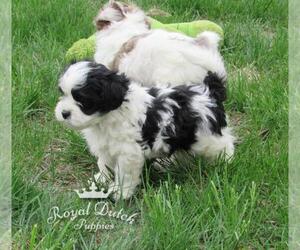 ShihPoo Puppy for sale in LE MARS, IA, USA