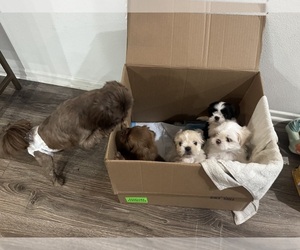 Shih Tzu Puppy for sale in CALIMESA, CA, USA