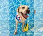 Small Labrador Retriever Mix