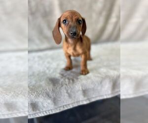 Dachshund Puppy for Sale in SAN CLEMENTE, California USA