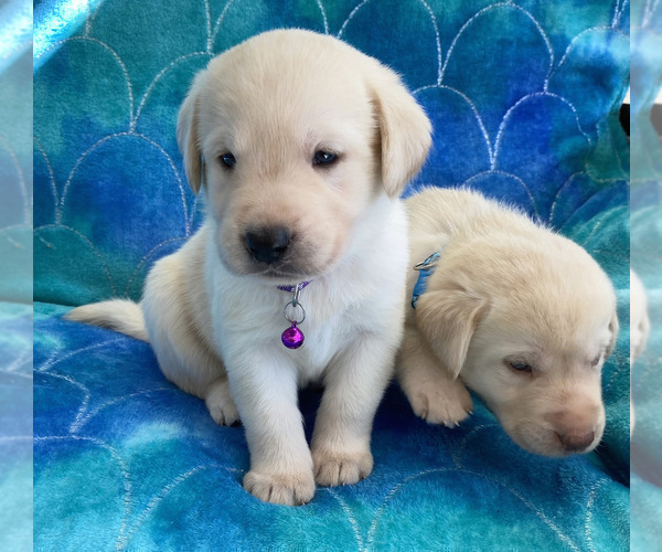 Medium Photo #10 Labrador Retriever Puppy For Sale in PALM COAST, FL, USA
