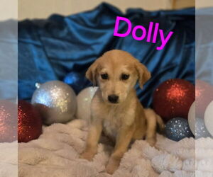 Anatolian Pyrenees Dogs for adoption in MIDWAY, UT, USA