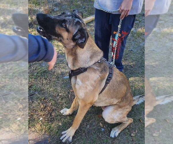 Medium Photo #2 German Shepherd Dog-Great Dane Mix Puppy For Sale in Bullard, TX, USA