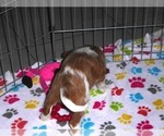 Small Photo #6 Cavalier King Charles Spaniel Puppy For Sale in ORO VALLEY, AZ, USA