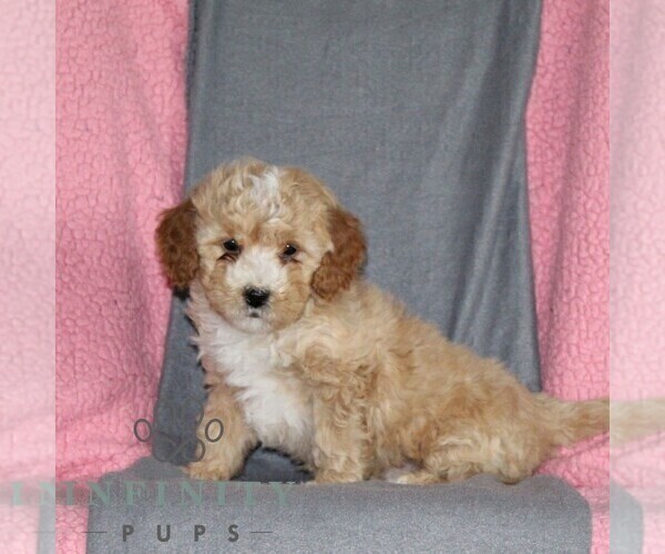 Medium Photo #4 Poodle (Miniature) Puppy For Sale in KIRKWOOD, PA, USA